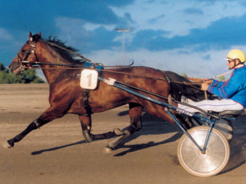 engagement des chevaux trotteurs