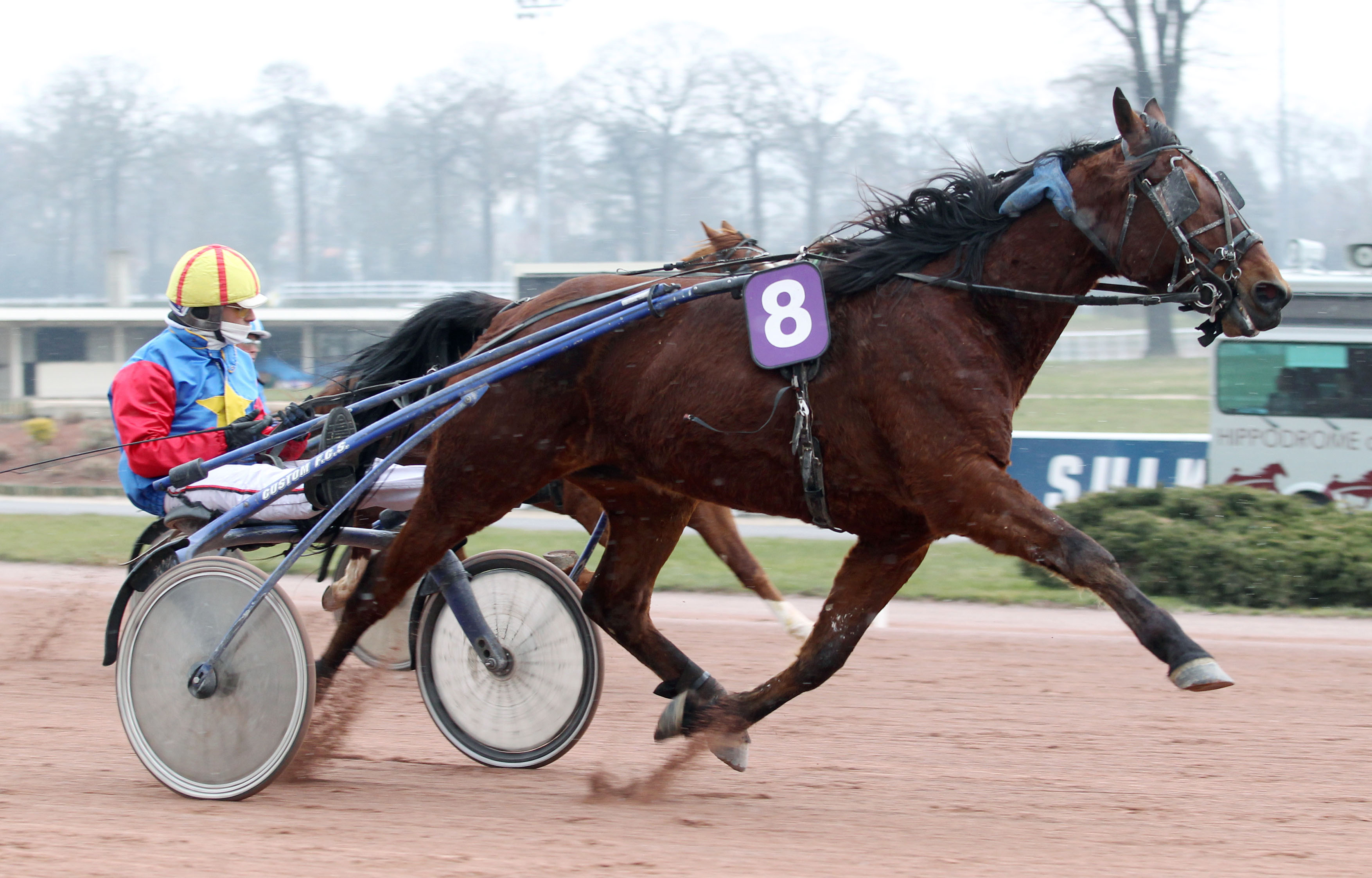 acheter un cheval de course trotteur