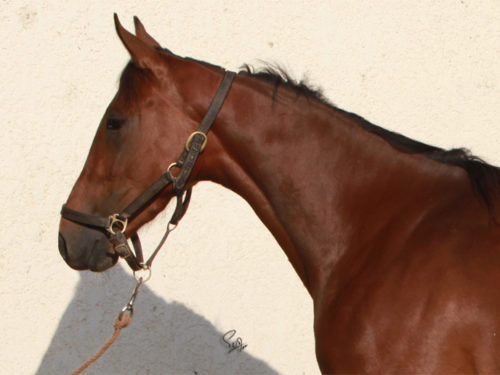 pouliniere trotteur francais a vendre