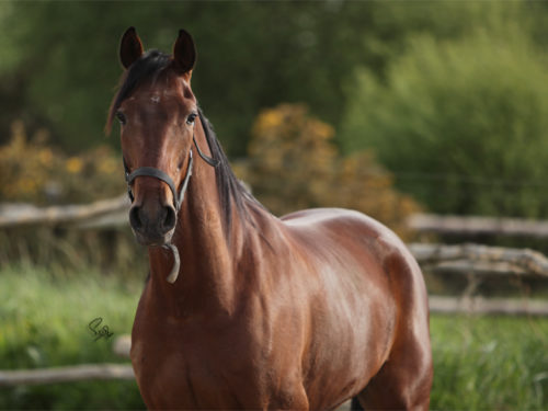 cheval trotteur de course a vendre